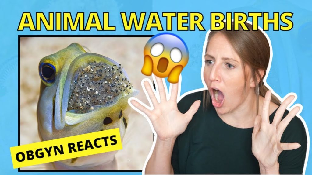 ObGyn Reacts: Insane Ways Animals Birth (UNDERWATER?!)