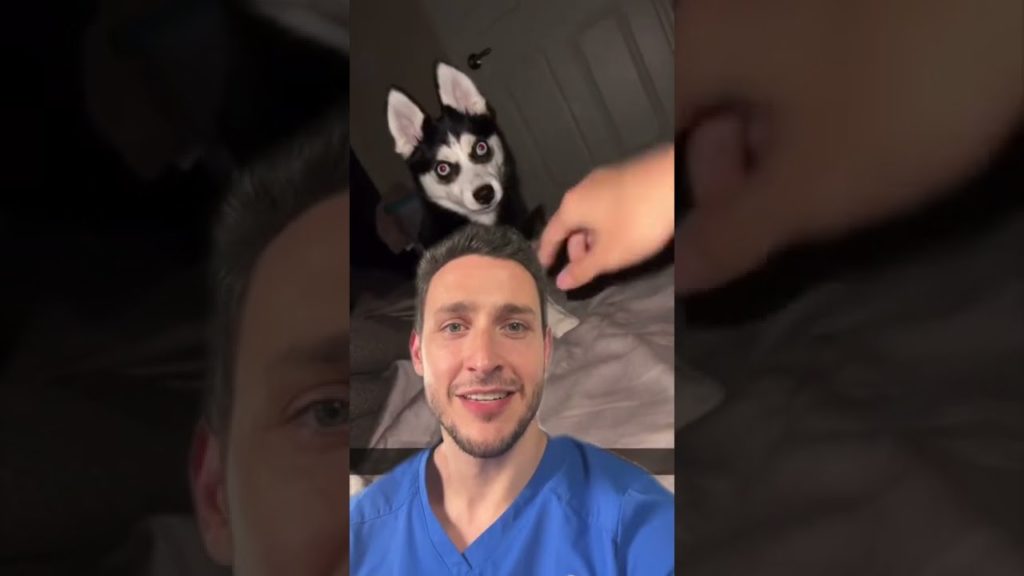 Husky Puppy Learning CPR